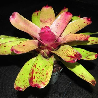 Neoregelia 'Fairy Paint' | Bromeliad Paradise