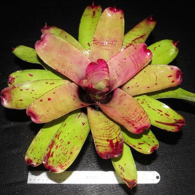 Neoregelia 'Fairy Paint' | Bromeliad Paradise