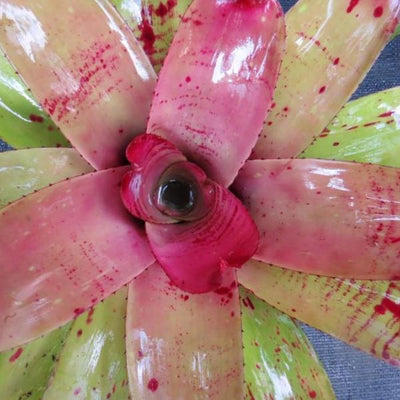 Neoregelia 'Fairy Paint' | Bromeliad Paradise