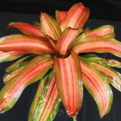 Neoregelia 'Fancy' | Bromeliad Paradise