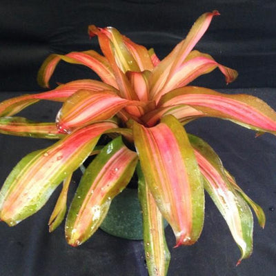 Neoregelia 'Fancy' | Bromeliad Paradise