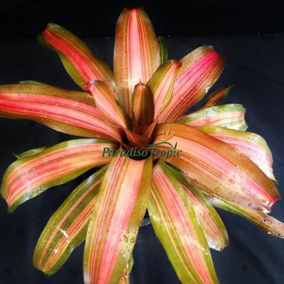 Neoregelia 'Fancy' | Bromeliad Paradise