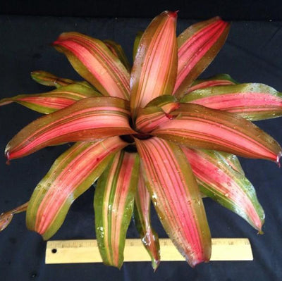 Neoregelia 'Fancy' | Bromeliad Paradise