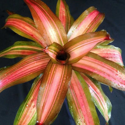 Neoregelia 'Fancy' | Bromeliad Paradise
