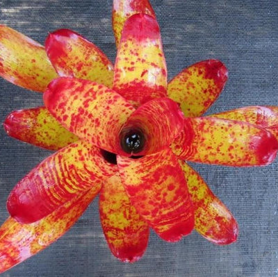 Neoregelia 'Fiona' | Bromeliad Paradise