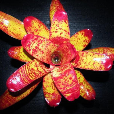 Neoregelia 'Fiona' | Bromeliad Paradise
