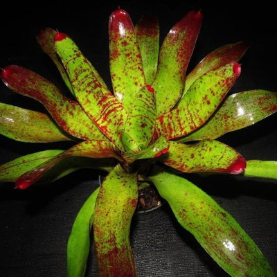 Neoregelia 'Fiona' | Bromeliad Paradise