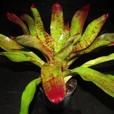 Neoregelia 'Fiona' | Bromeliad Paradise