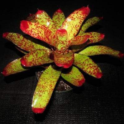 Neoregelia 'Fire on Deck' | Bromeliad Paradise