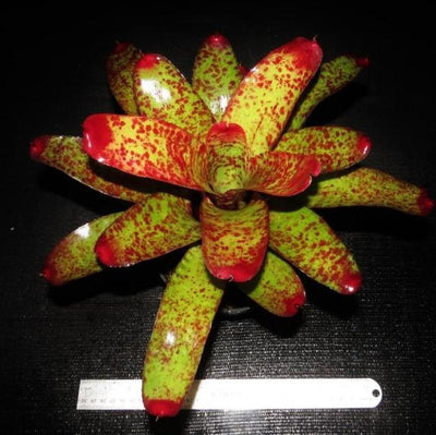 Neoregelia 'Fire on Deck' | Bromeliad Paradise