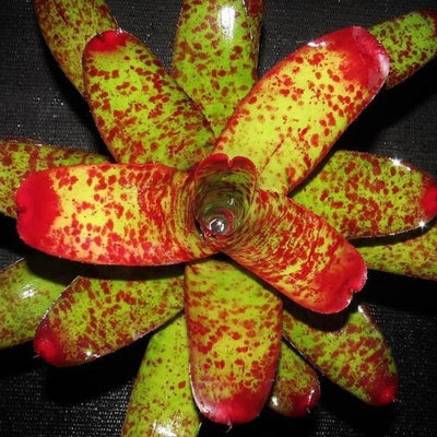 Neoregelia 'Fire on Deck' | Bromeliad Paradise
