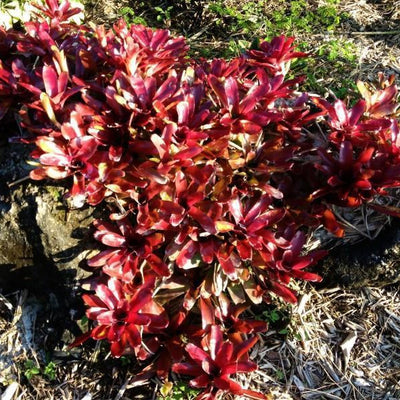 Neoregelia 'Fireball' | Bromeliad Paradise