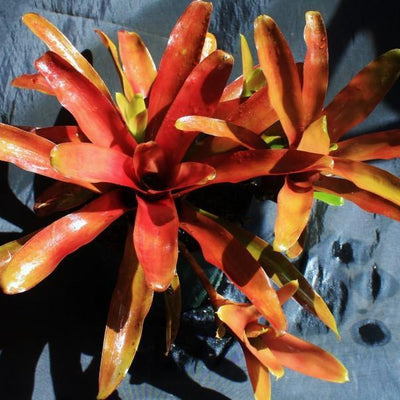 Neoregelia 'Fireball' | Bromeliad Paradise