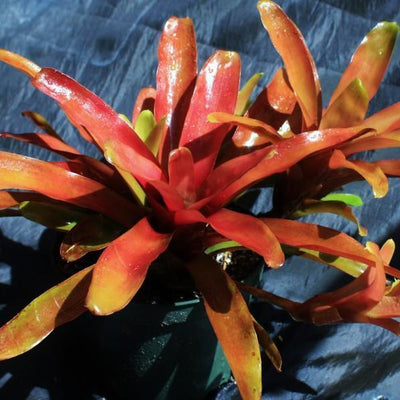 Neoregelia 'Fireball' | Bromeliad Paradise