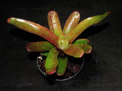 Neoregelia 'Fireball' x 'Pepper' | Bromeliad Paradise