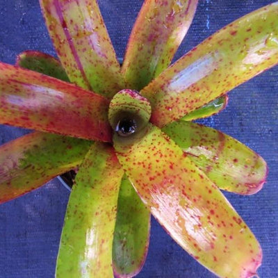 Neoregelia 'Fireball' x 'Pepper' | Bromeliad Paradise