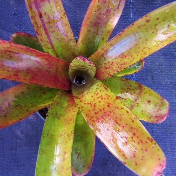 Neoregelia 'Fireball' x 'Pepper'