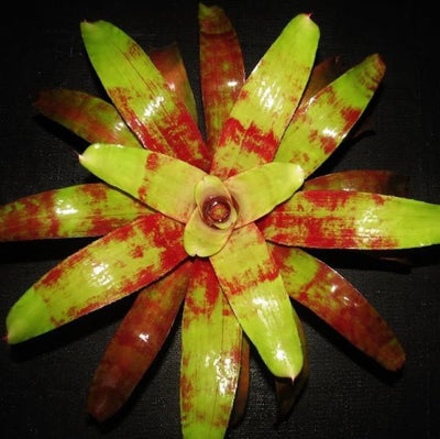 Neoregelia 'Flame Thrower' | Bromeliad Paradise