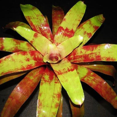 Neoregelia 'Flame Thrower' | Bromeliad Paradise