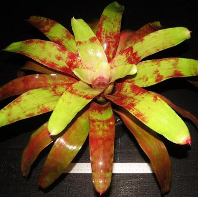 Neoregelia 'Flame Thrower' | Bromeliad Paradise