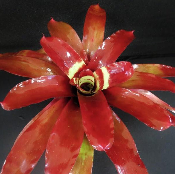 Neoregelia 'Florida Color Bands' | Bromeliad Paradise