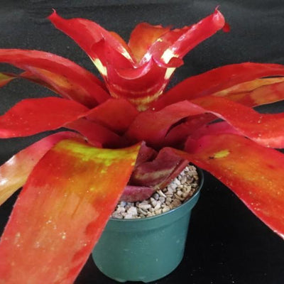Neoregelia 'Florida Color Bands' | Bromeliad Paradise