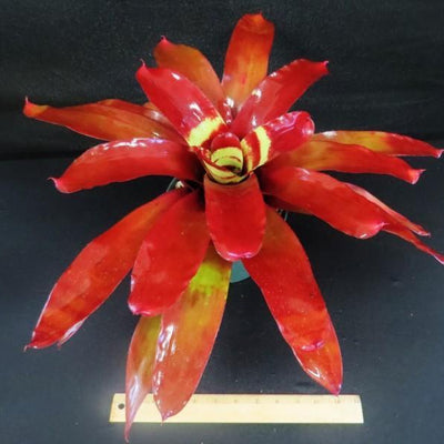 Neoregelia 'Florida Color Bands' | Bromeliad Paradise