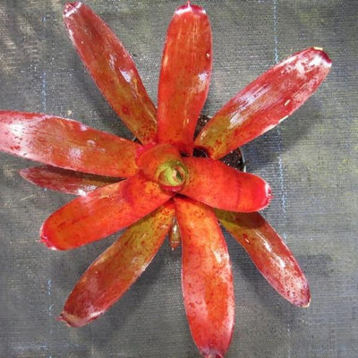 Neoregelia fluminensis x olens | Bromeliad Paradise