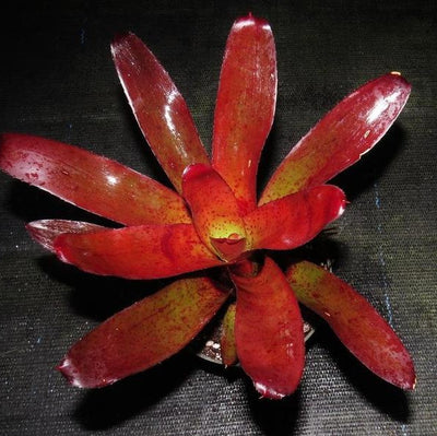 Neoregelia fluminensis x olens | Bromeliad Paradise