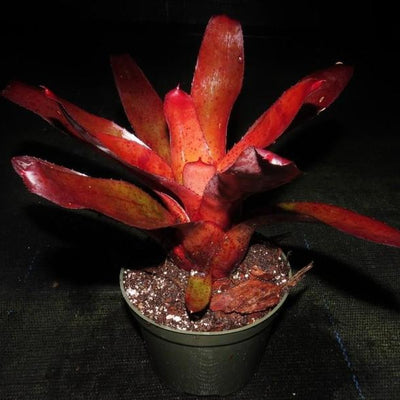 Neoregelia fluminensis x olens | Bromeliad Paradise