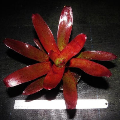 Neoregelia fluminensis x olens | Bromeliad Paradise