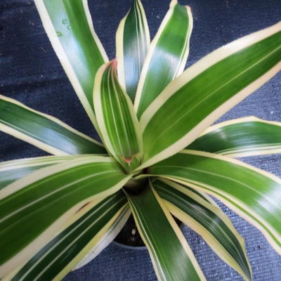 Neoregelia 'Franca' | Bromeliad Paradise