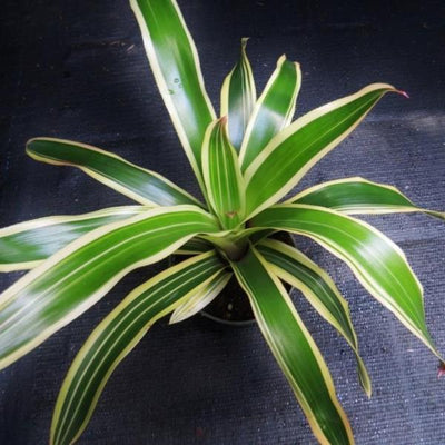 Neoregelia 'Franca' | Bromeliad Paradise