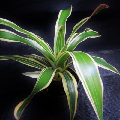 Neoregelia 'Franca' | Bromeliad Paradise
