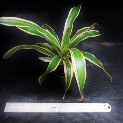 Neoregelia 'Franca' | Bromeliad Paradise