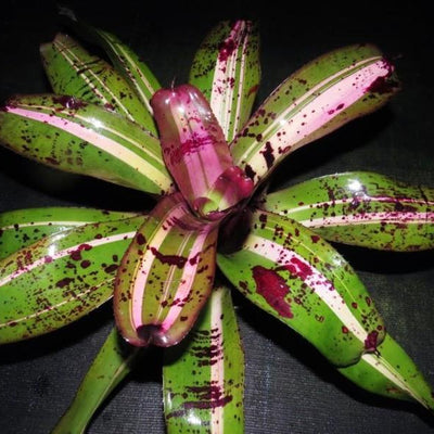 Neoregelia 'Frazier Grand' | Bromeliad Paradise