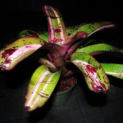 Neoregelia 'Frazier Grand' | Bromeliad Paradise