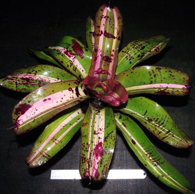 Neoregelia 'Frazier Grand' | Bromeliad Paradise