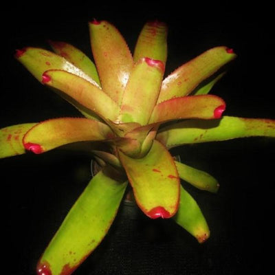 Neoregelia 'Frenches cruenta' x concentrica | Bromeliad Paradise