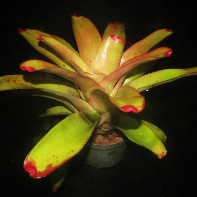 Neoregelia 'Frenches cruenta' x concentrica | Bromeliad Paradise