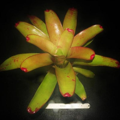 Neoregelia 'Frenches cruenta' x concentrica | Bromeliad Paradise