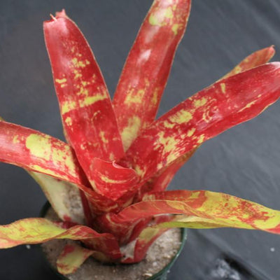 Neoregelia 'From Ray' | Bromeliad Paradise
