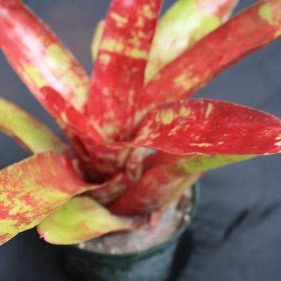 Neoregelia 'From Ray' | Bromeliad Paradise