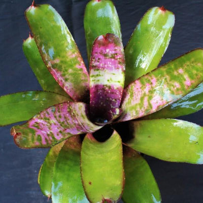 Neoregelia 'Galaxy' | Bromeliad Paradise