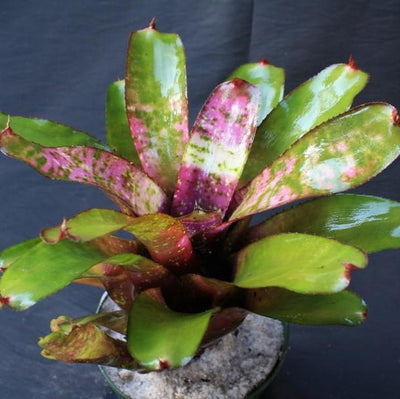 Neoregelia 'Galaxy' | Bromeliad Paradise