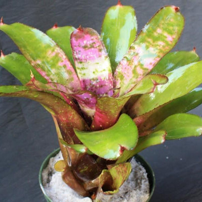 Neoregelia 'Galaxy' | Bromeliad Paradise