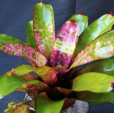 Neoregelia 'Galaxy' | Bromeliad Paradise
