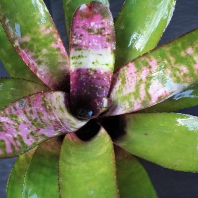 Neoregelia 'Galaxy' | Bromeliad Paradise