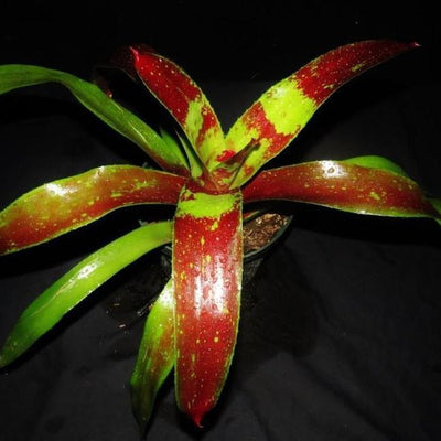 Neoregelia 'Gazpacho' | Bromeliad Paradise