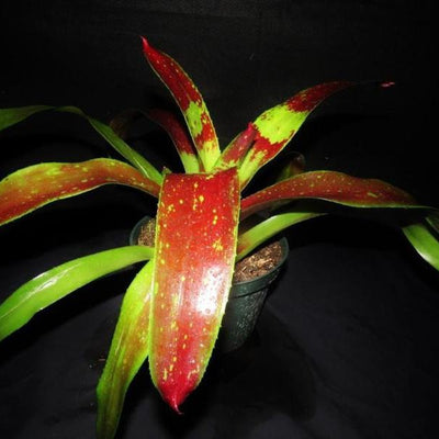 Neoregelia 'Gazpacho' | Bromeliad Paradise